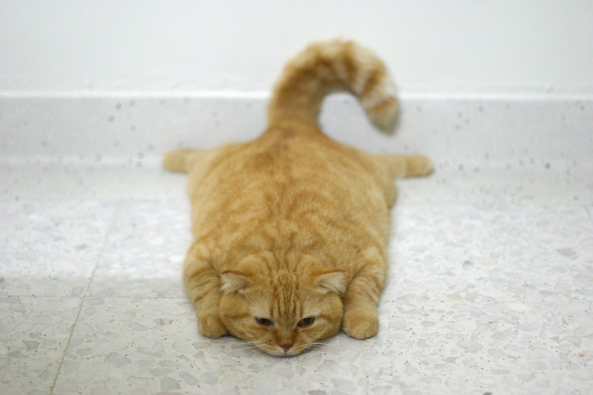 Кошка распласталась