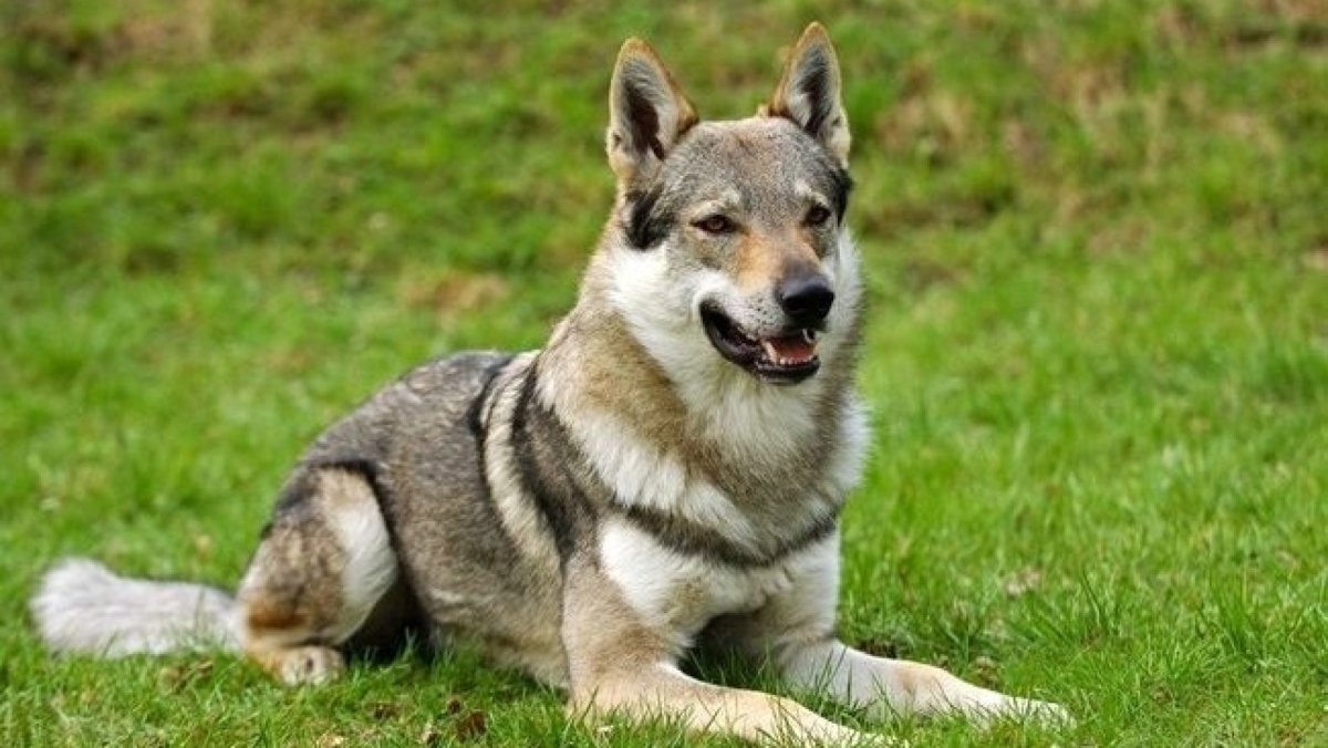 Черный хаски агути