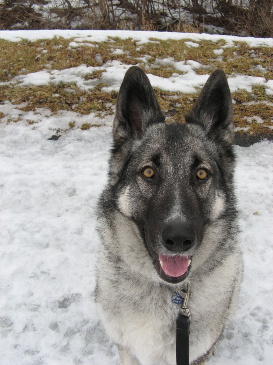 Волкособ Чара