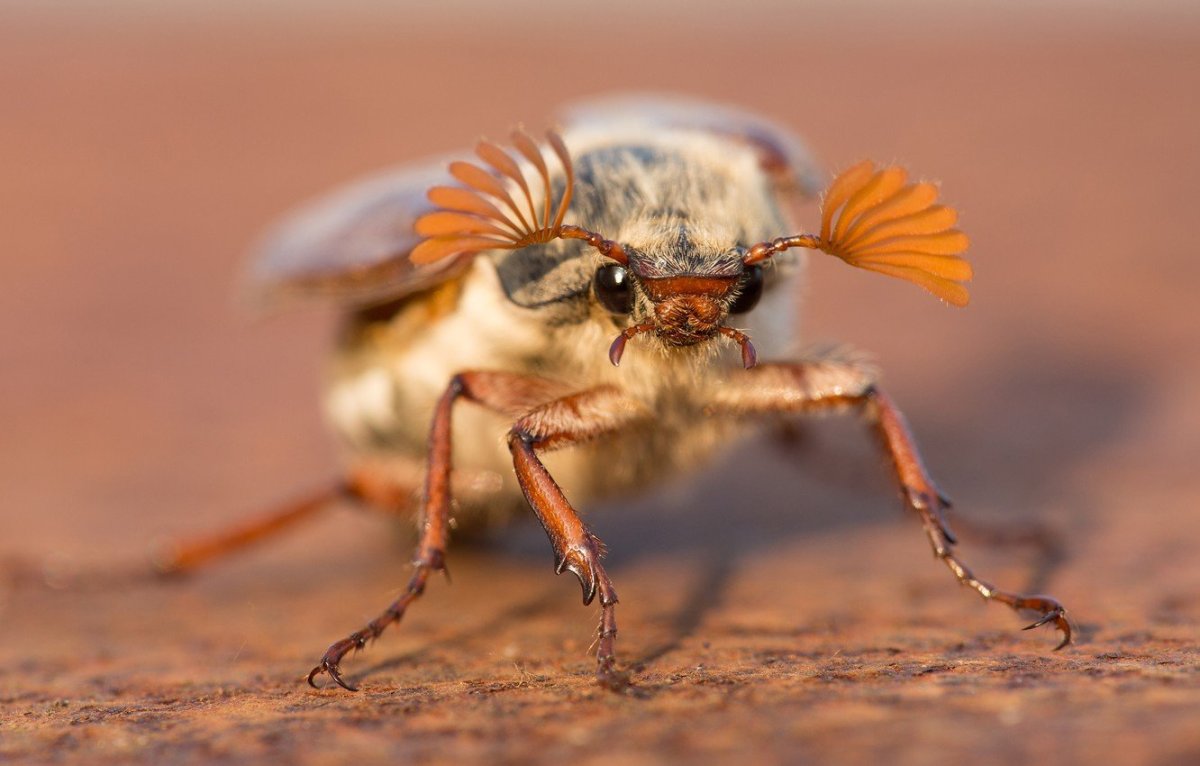 Шаранка Майский Жук