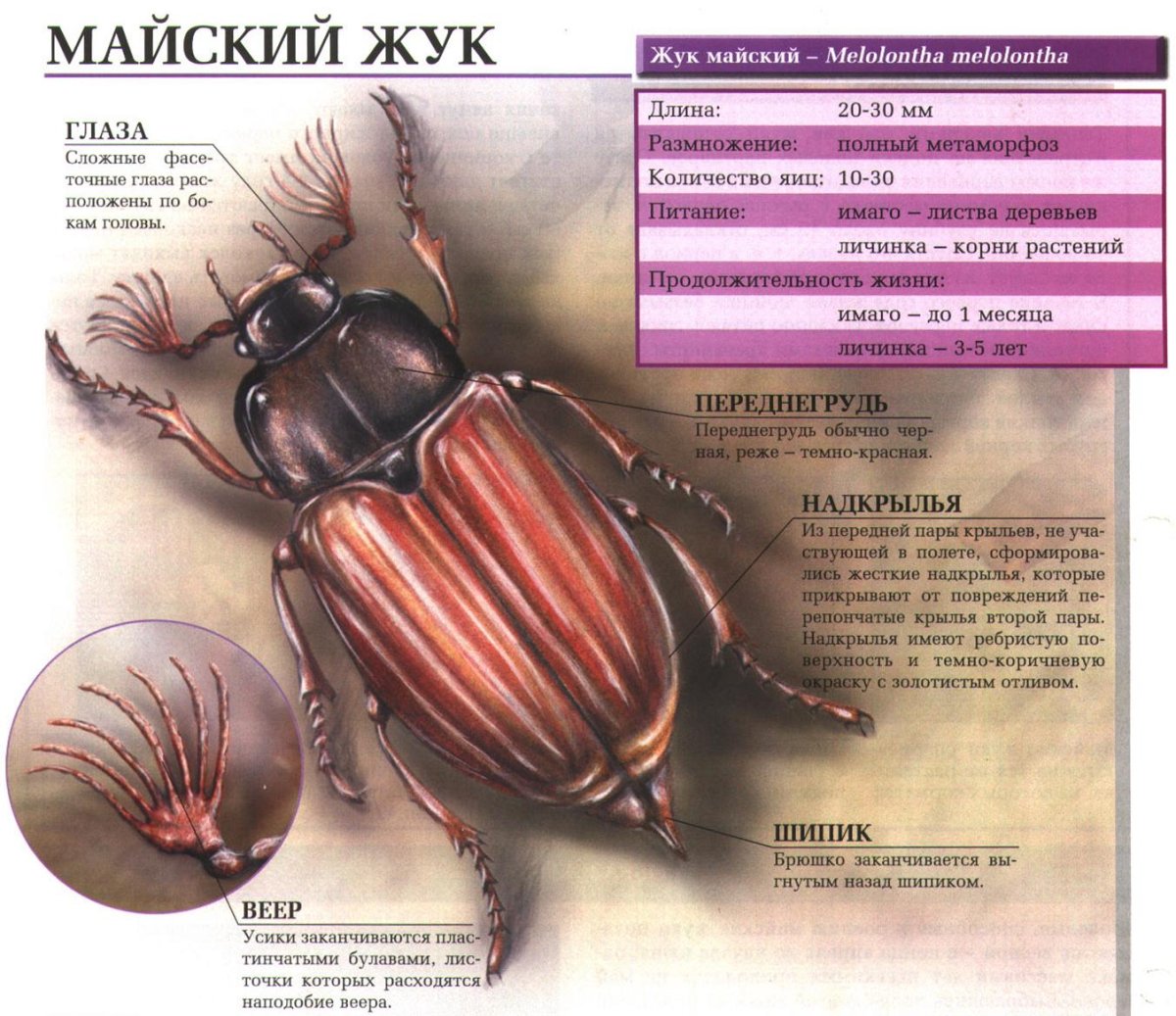 Внешнее строение насекомого Майский Жук