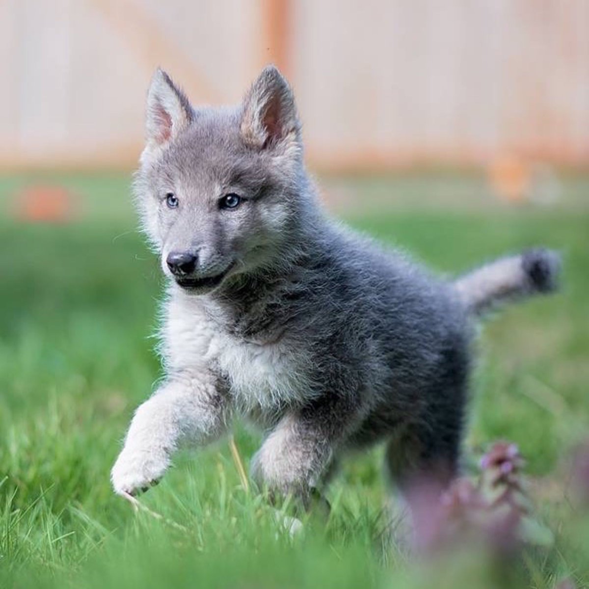 Волкособ Чара