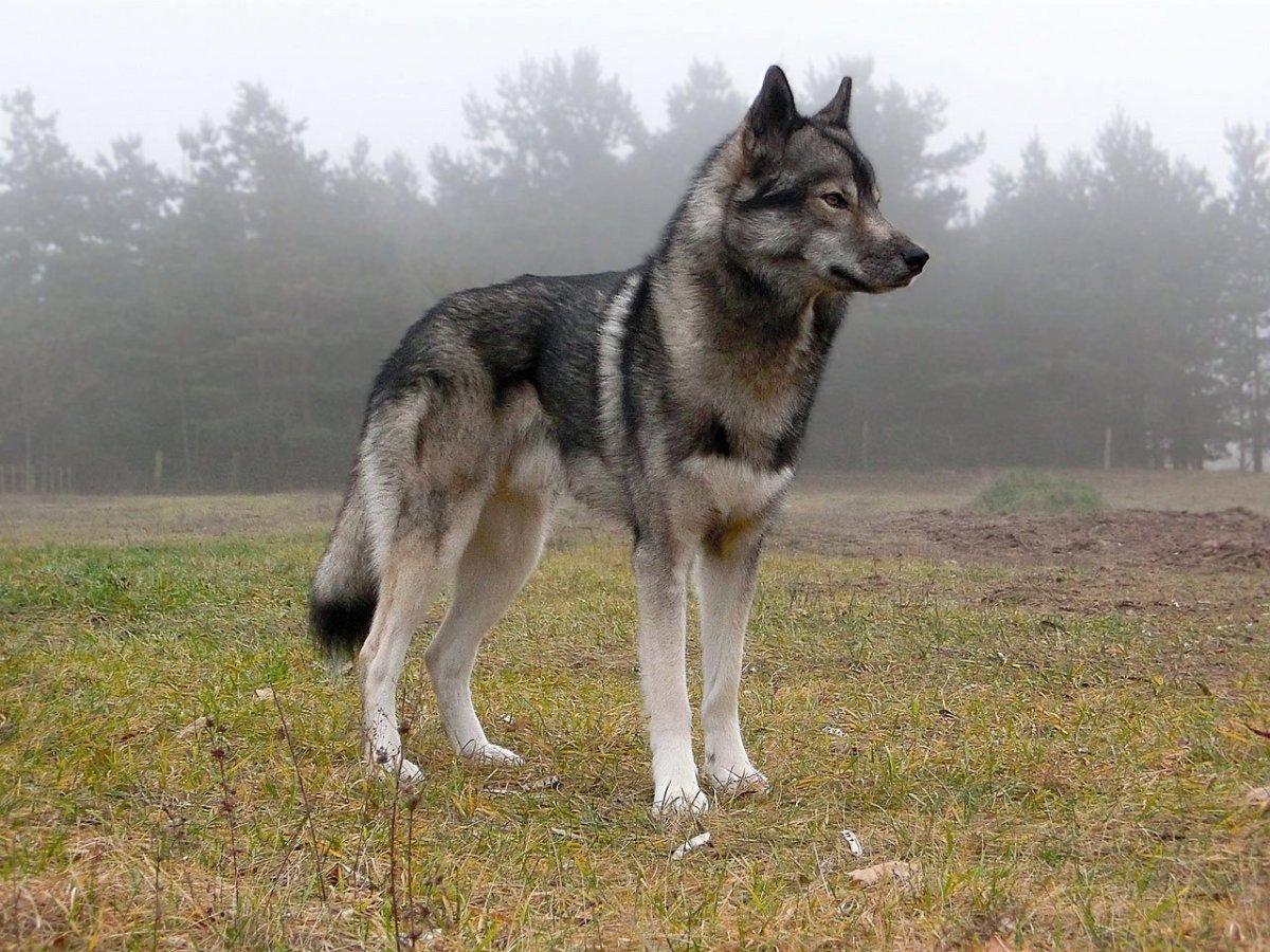 Собака вольфхунд