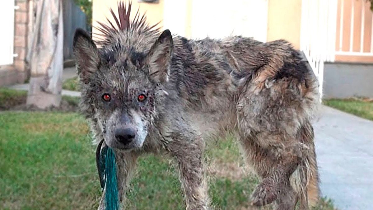 Волкособы овчарка волк