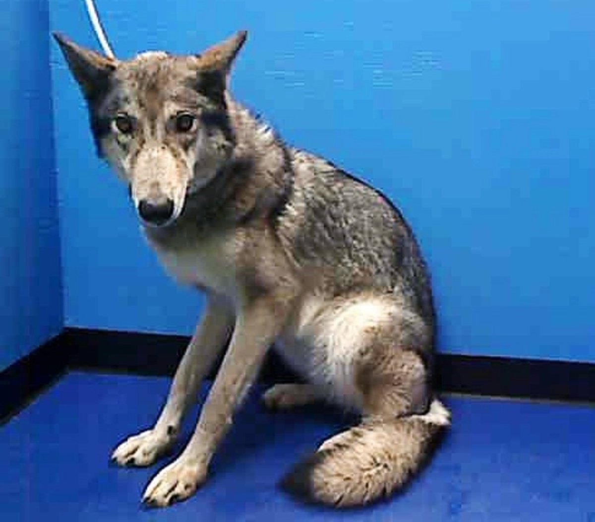 Волкособ хаски волк