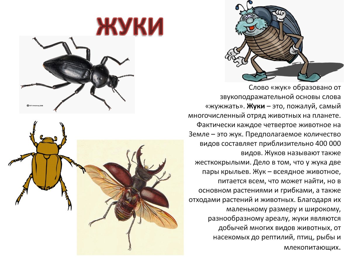 Полет майского жука