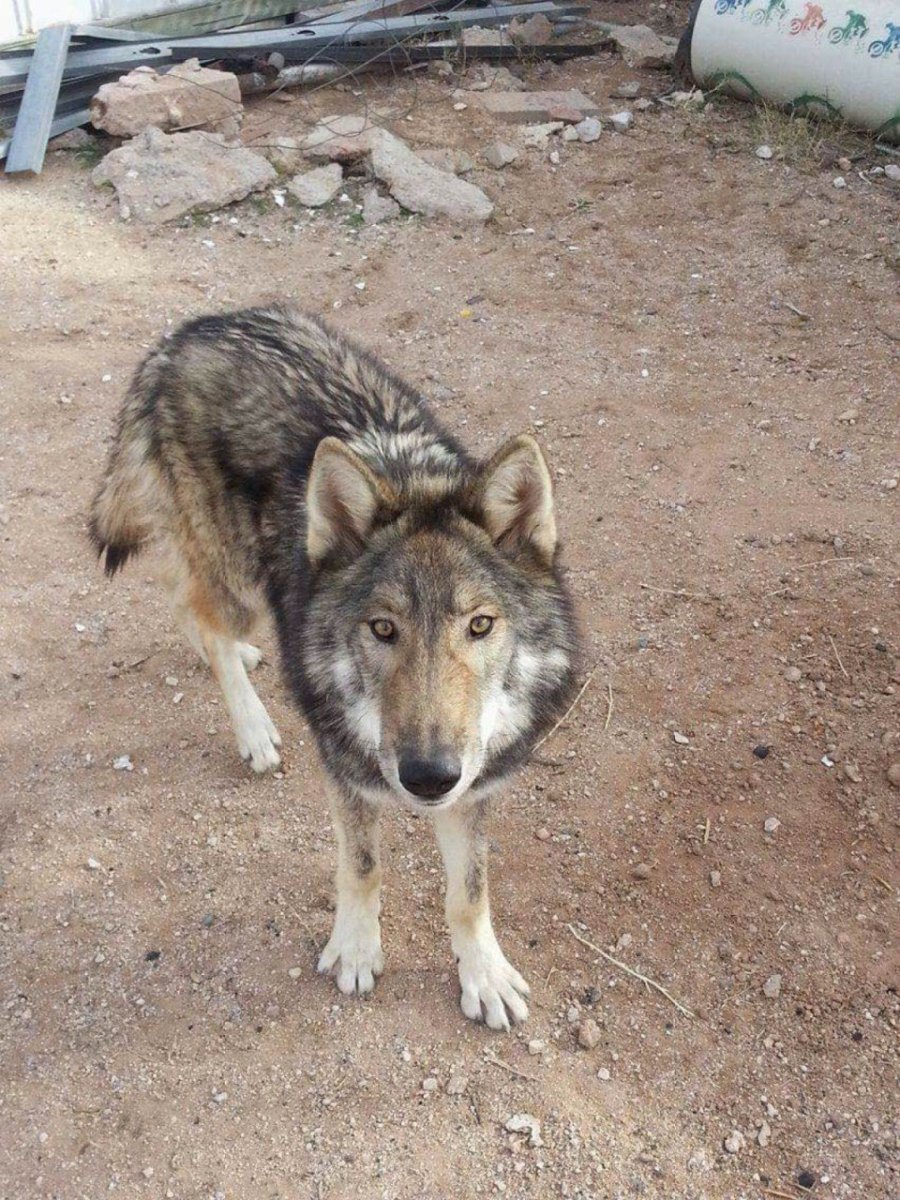 Самка собаки