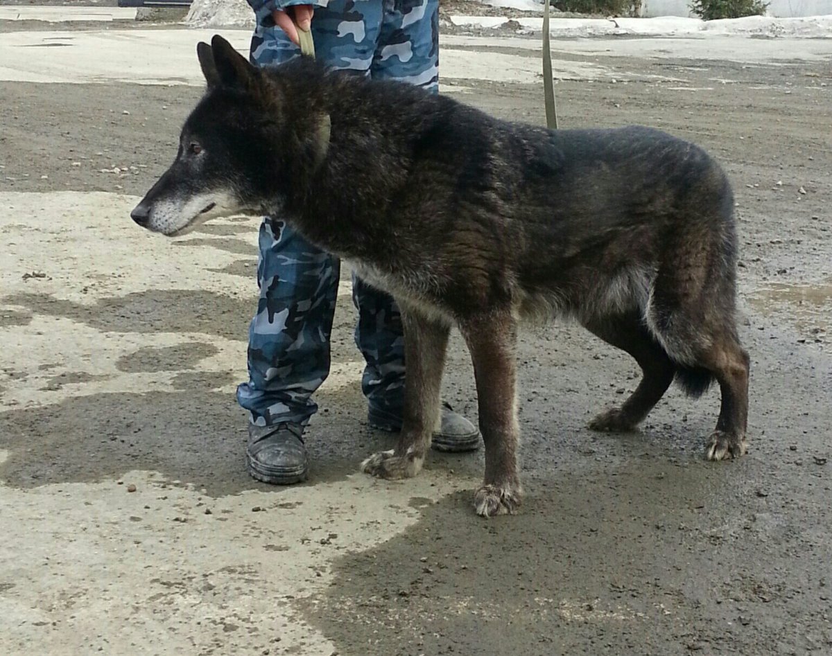 Волкодав смесь волка и собаки