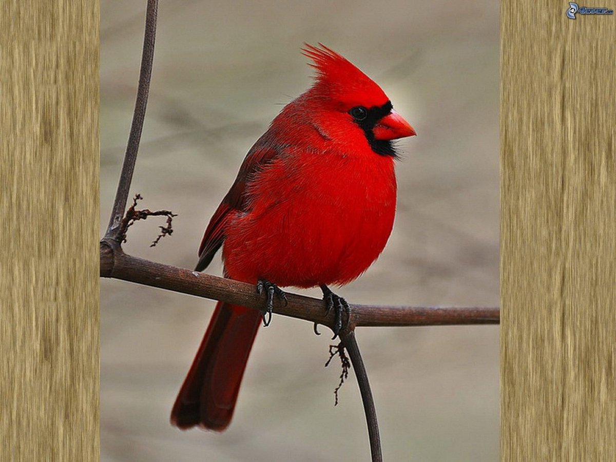 Красночубая кокетка