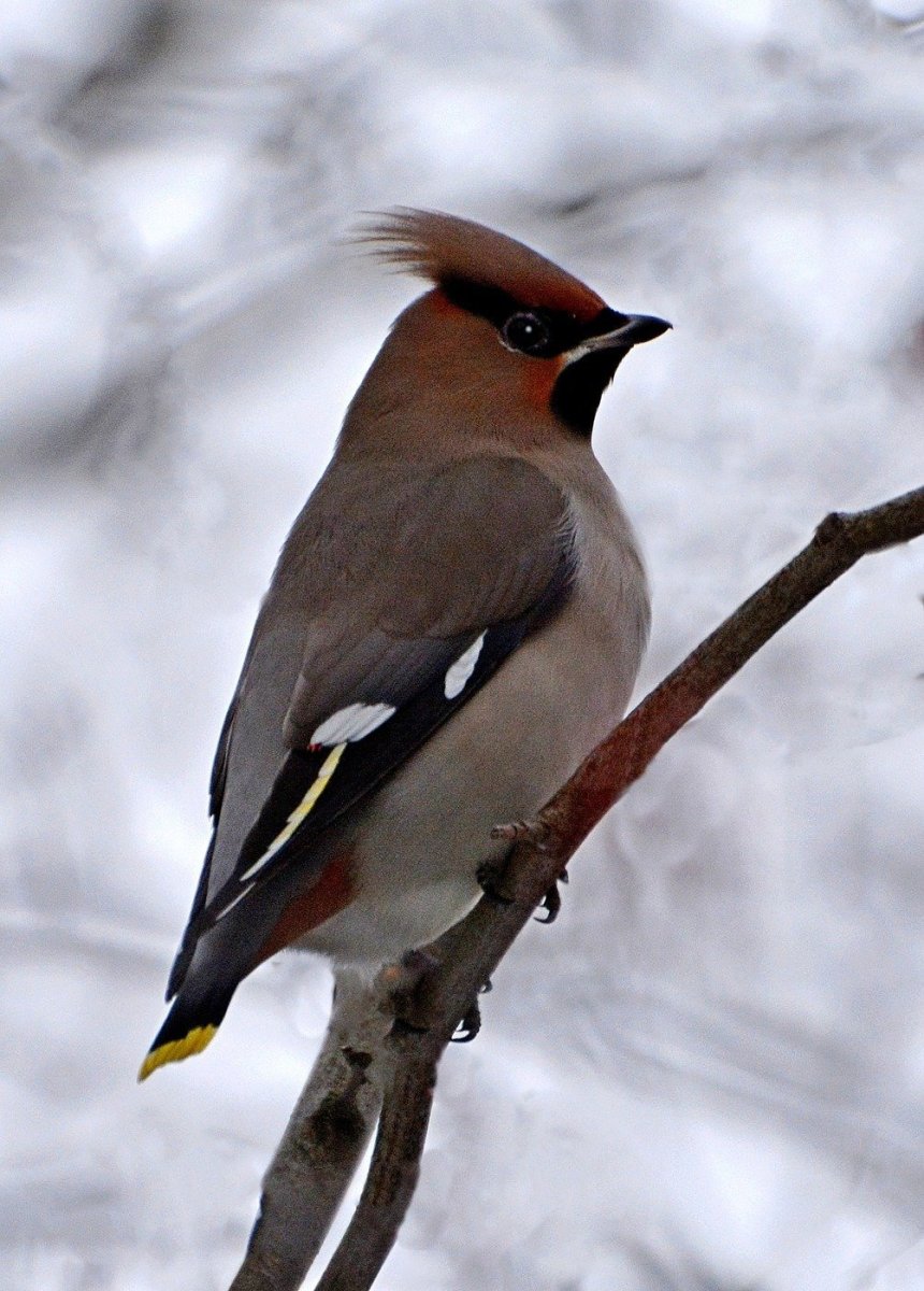 Красноклювый Кардинал