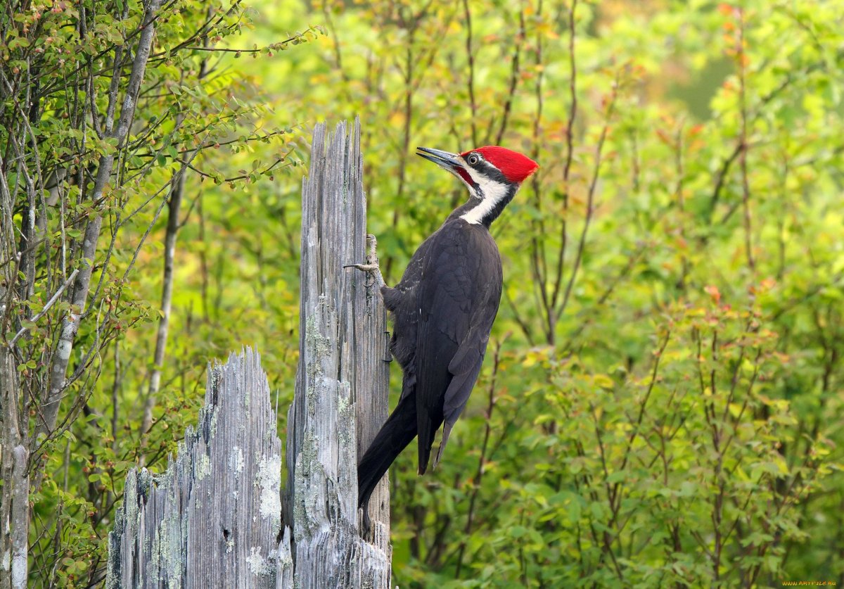 Хохлатая Желна