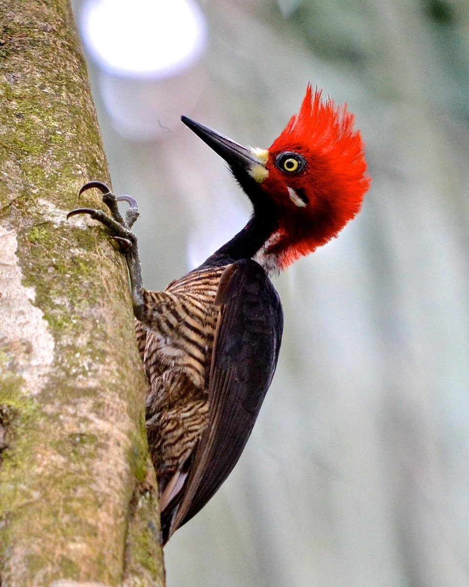Белоклювый Королевский дятел
