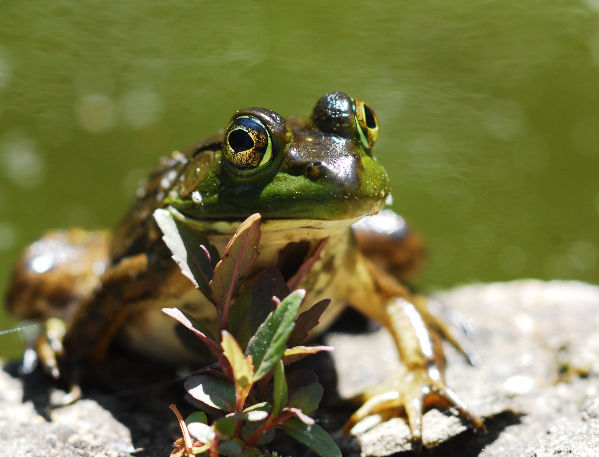 Шипастоголовая древесная лягушка.