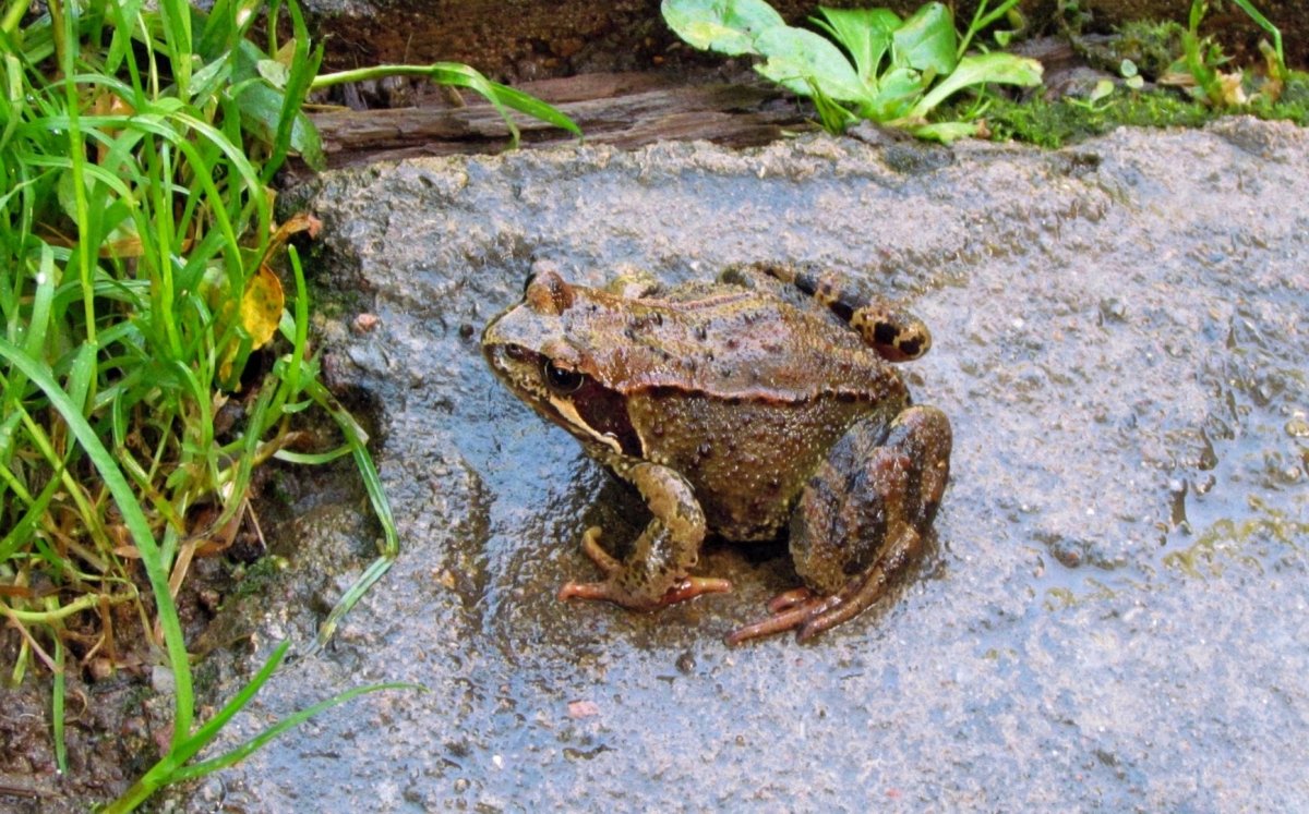 Жаба в саду