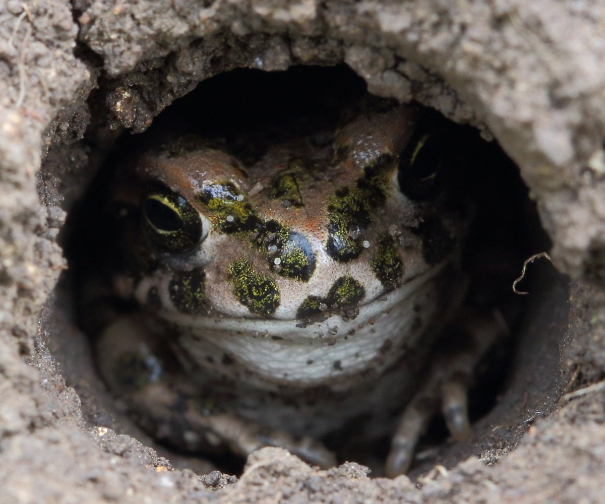 Норы Земляной Жабы