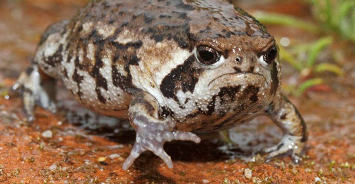 Южноафриканский узкорот