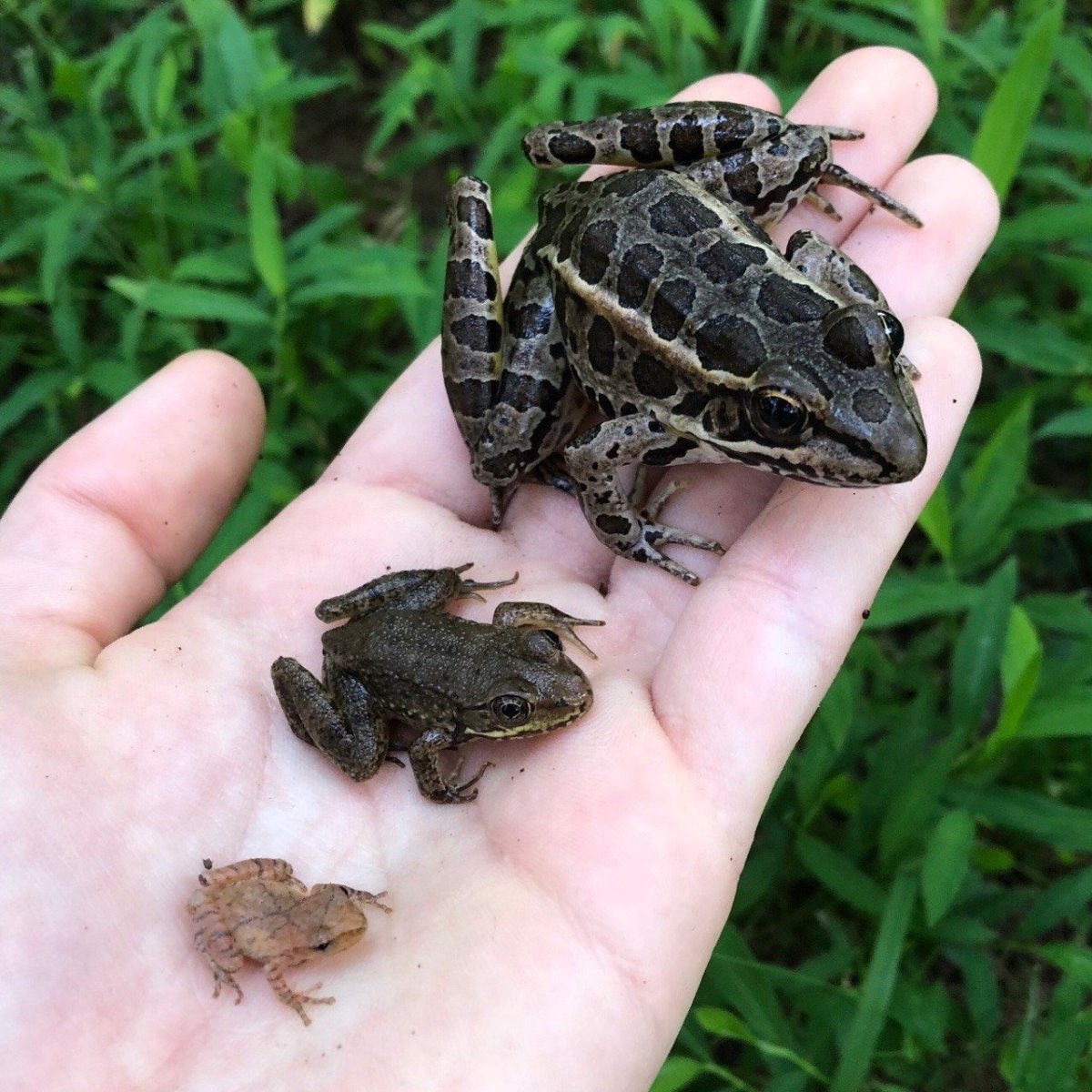 Маленькие лягушки