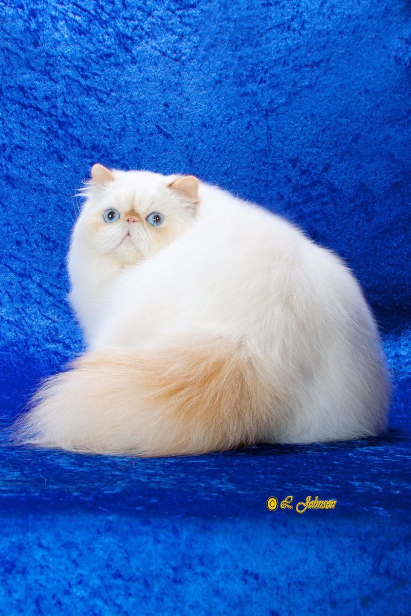 Гималайский колор-Пойнт кошка