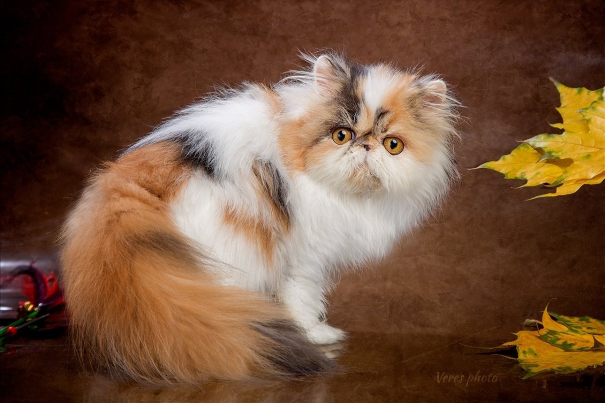 Экзот экстремал длинношерстный