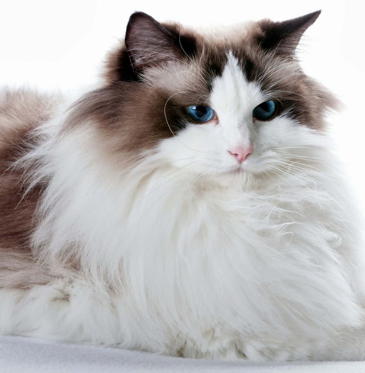 Длинношерстный Рэгдолл