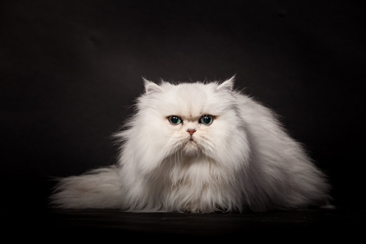 Сибирский персидский кот