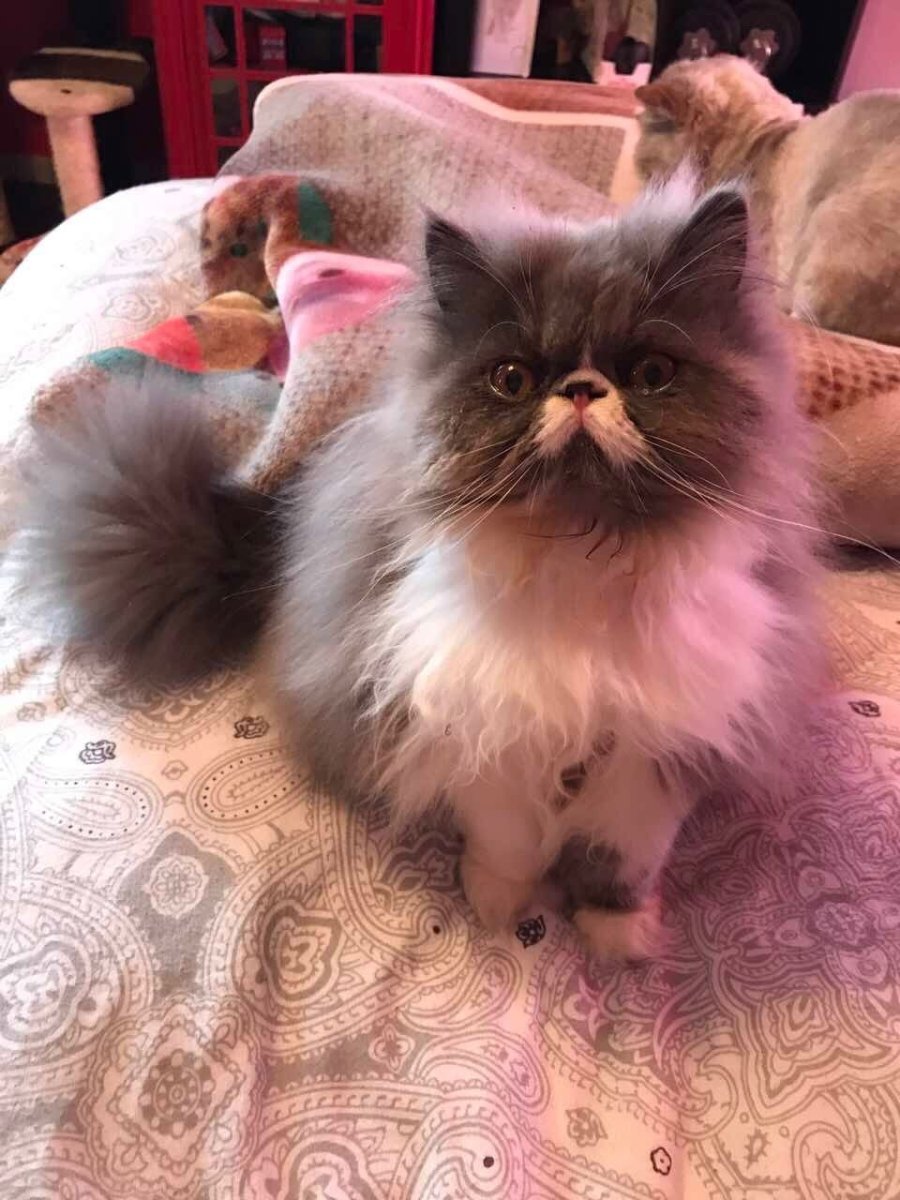 Персидская длинношерстная кошка