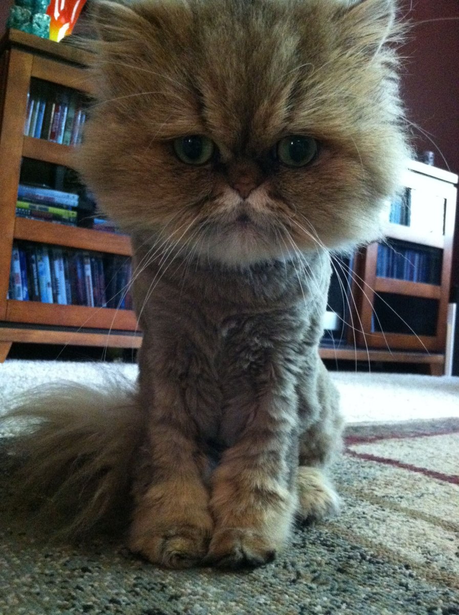 Перс экзот длинношерстный