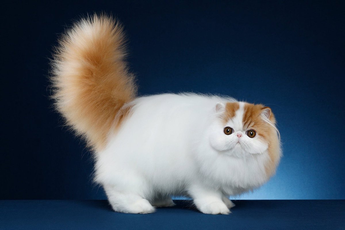 Экзотическая кошка Манчкин