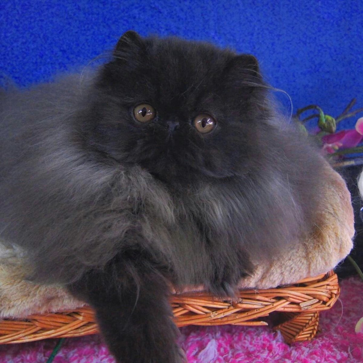 Персидская длинношерстная кошка