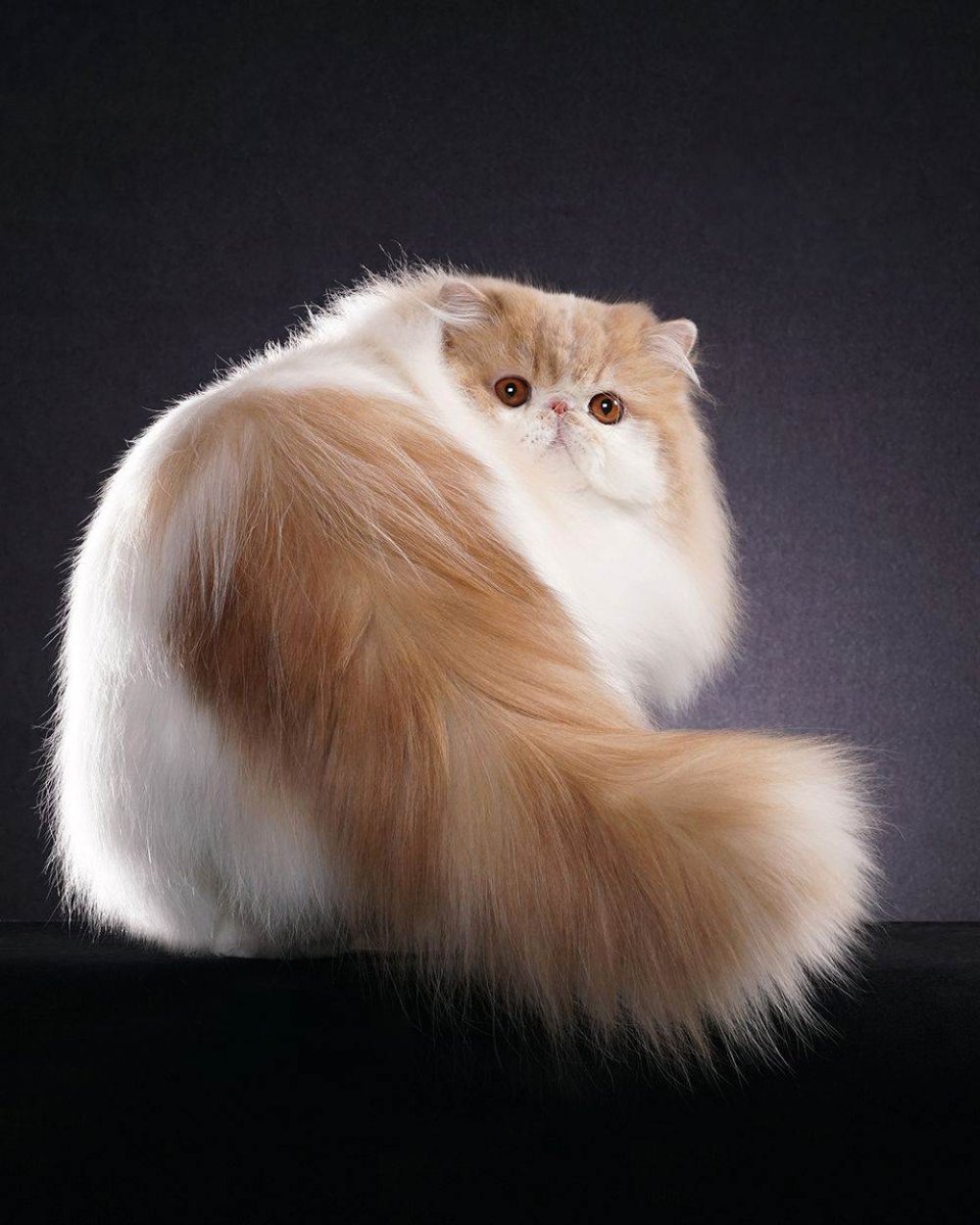 Персидская длинношерстная кошка