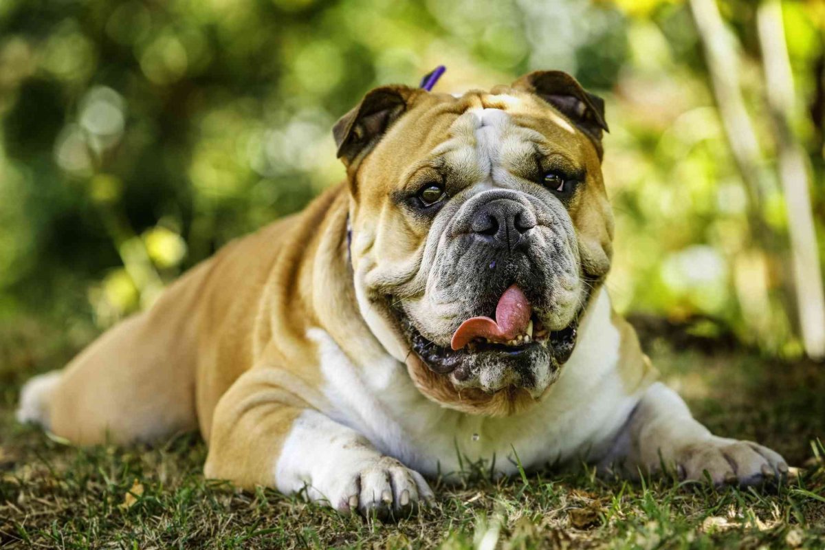 Порода собак бульдог