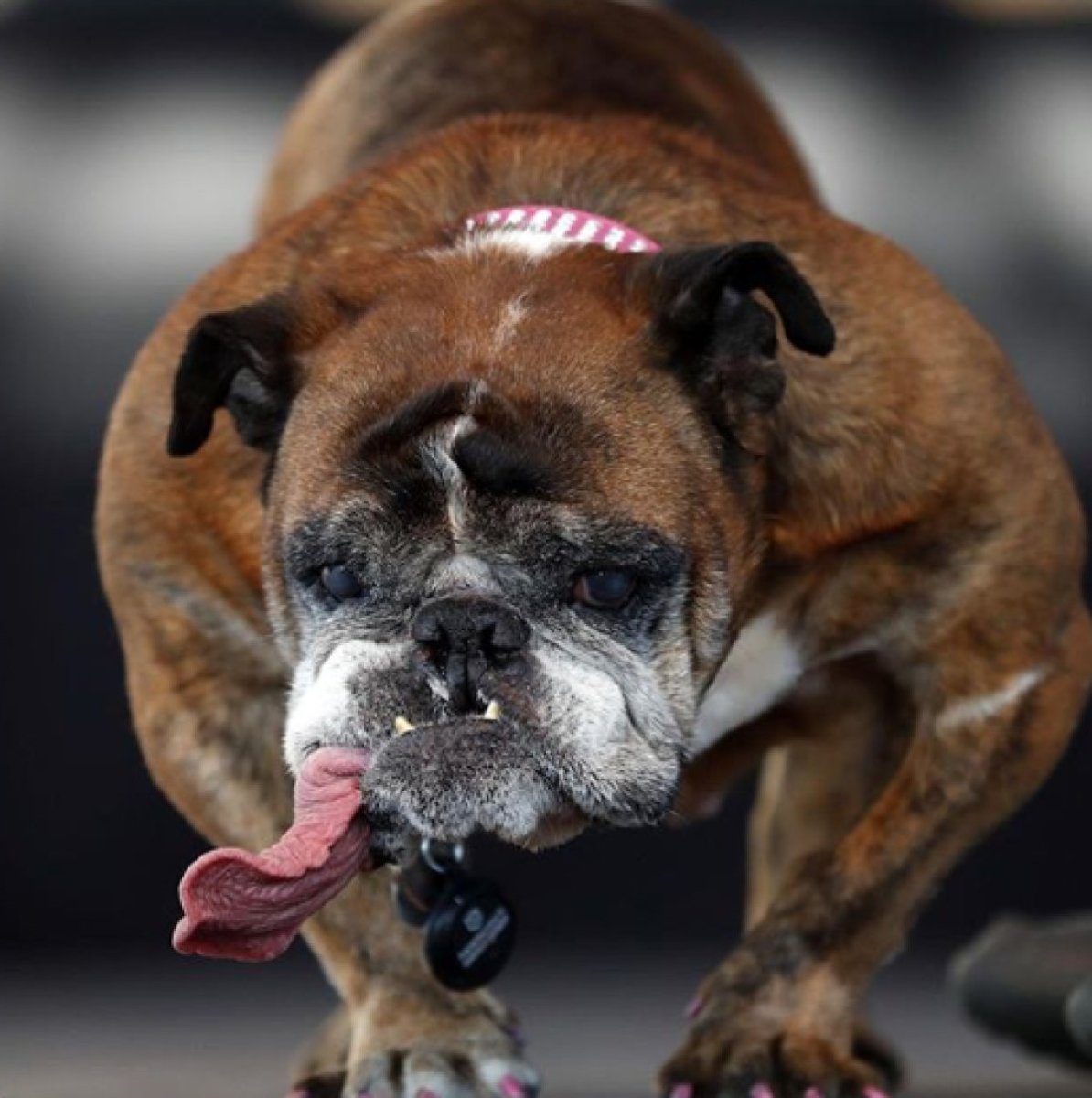 Слюнявый бульдог