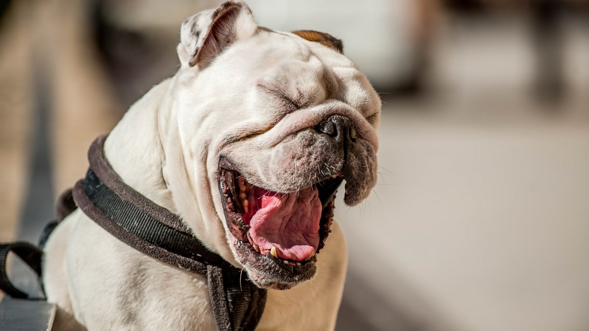 Собака зевает профиль