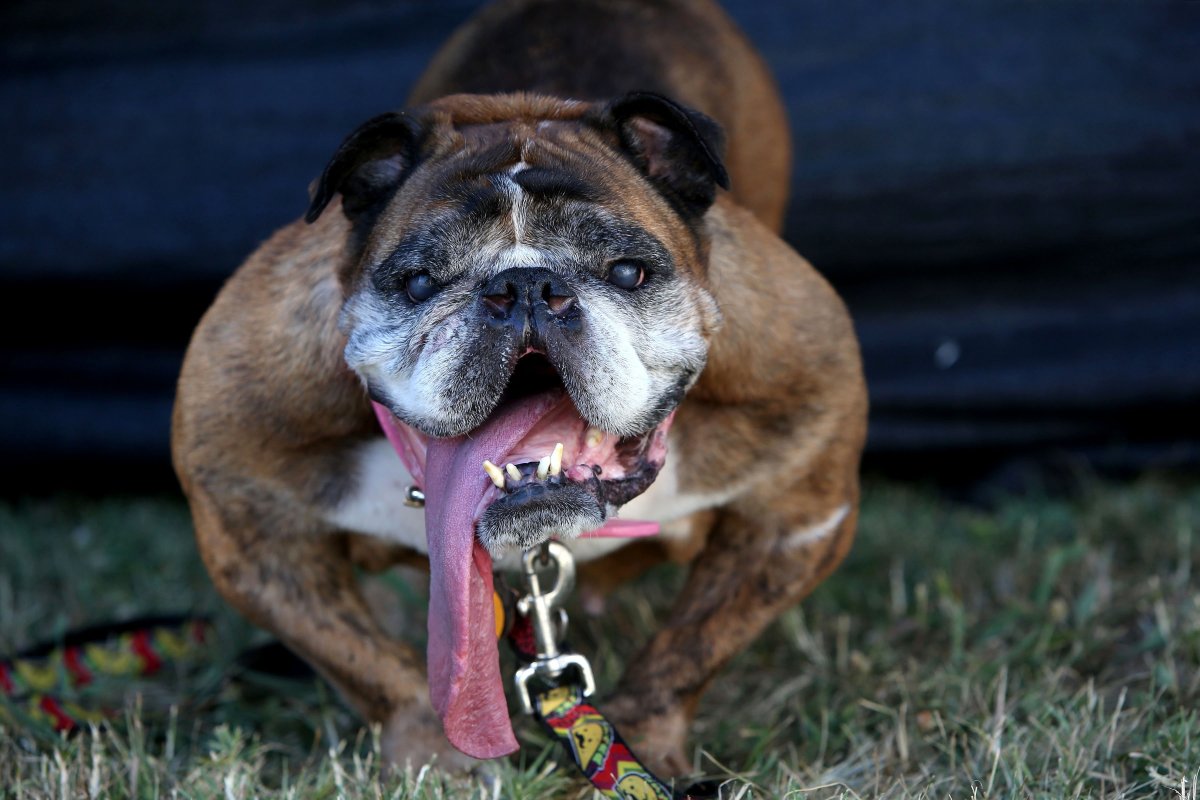 Английский бульдог слюнявый
