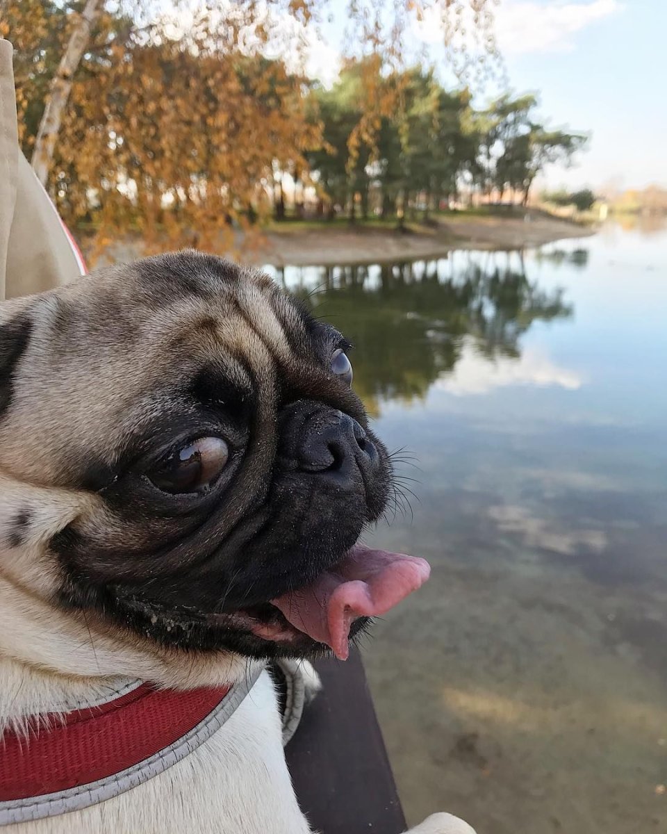 Немецкий Мопс