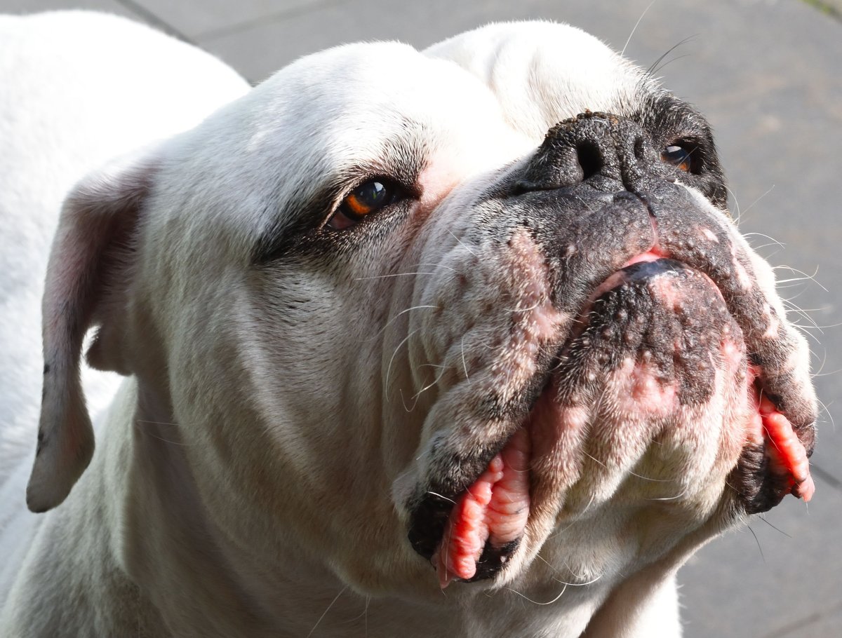 Американский бульдог слюнявый