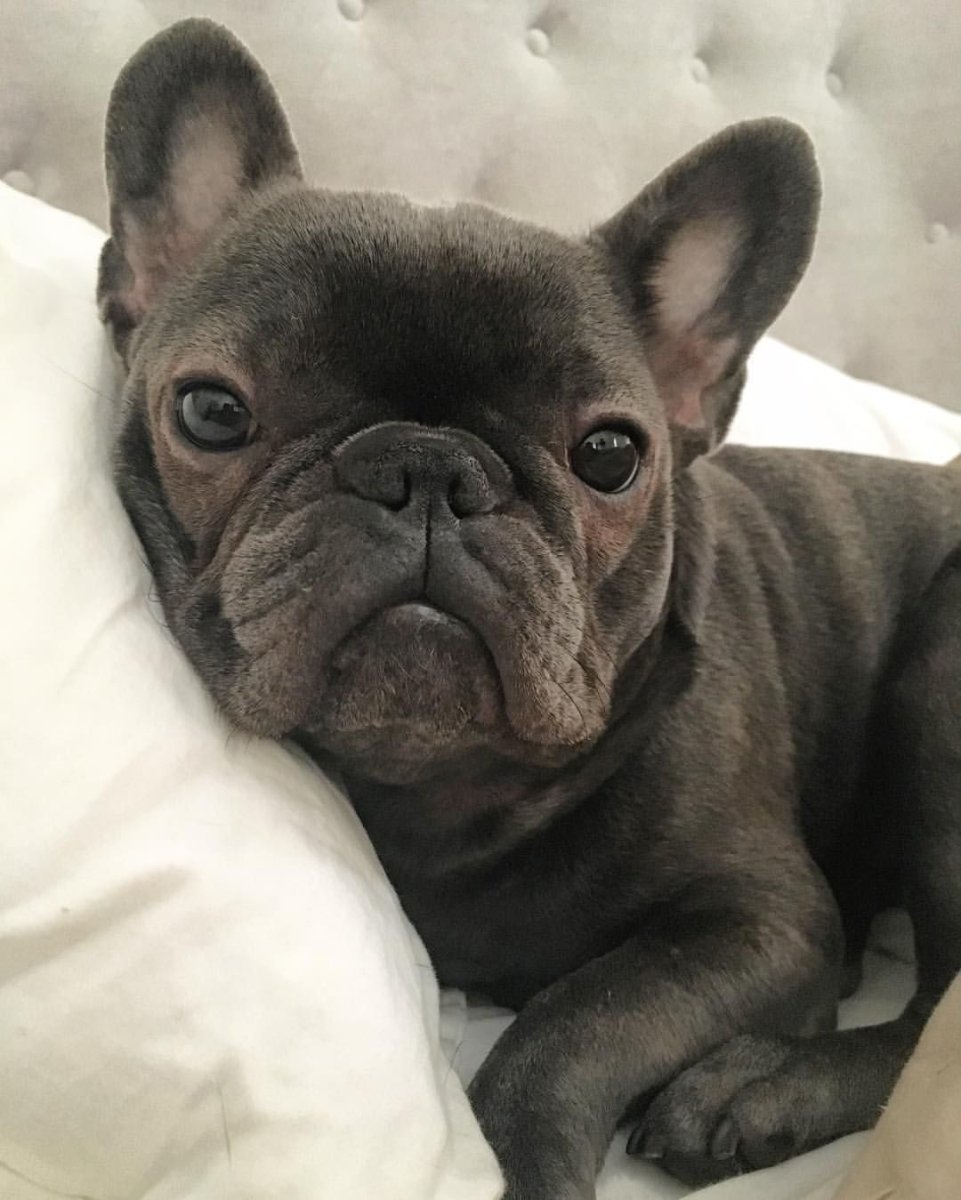 Слюнявый французский бульдог