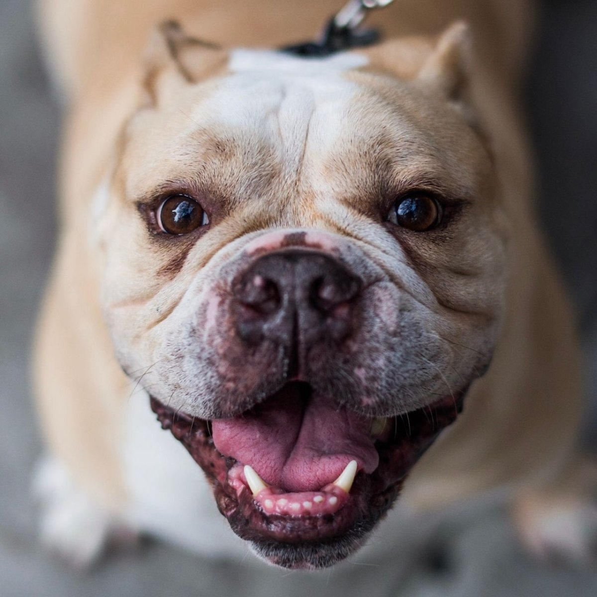 Картинка удивление бульдог