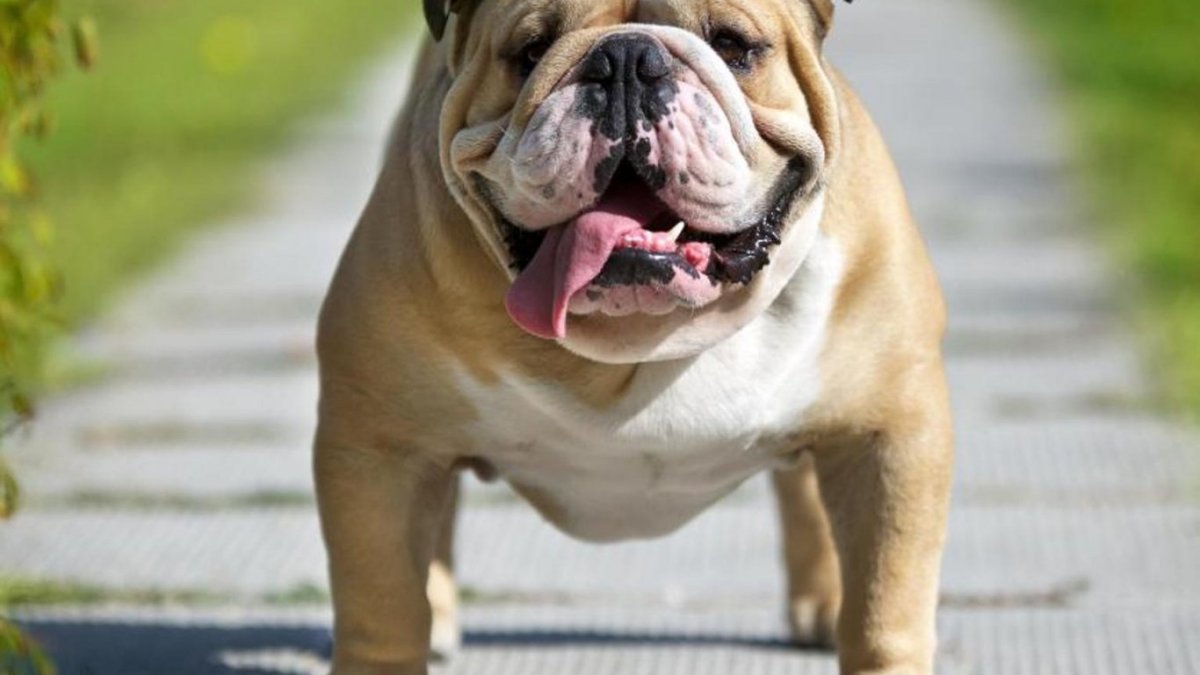 Собака английский бульдог