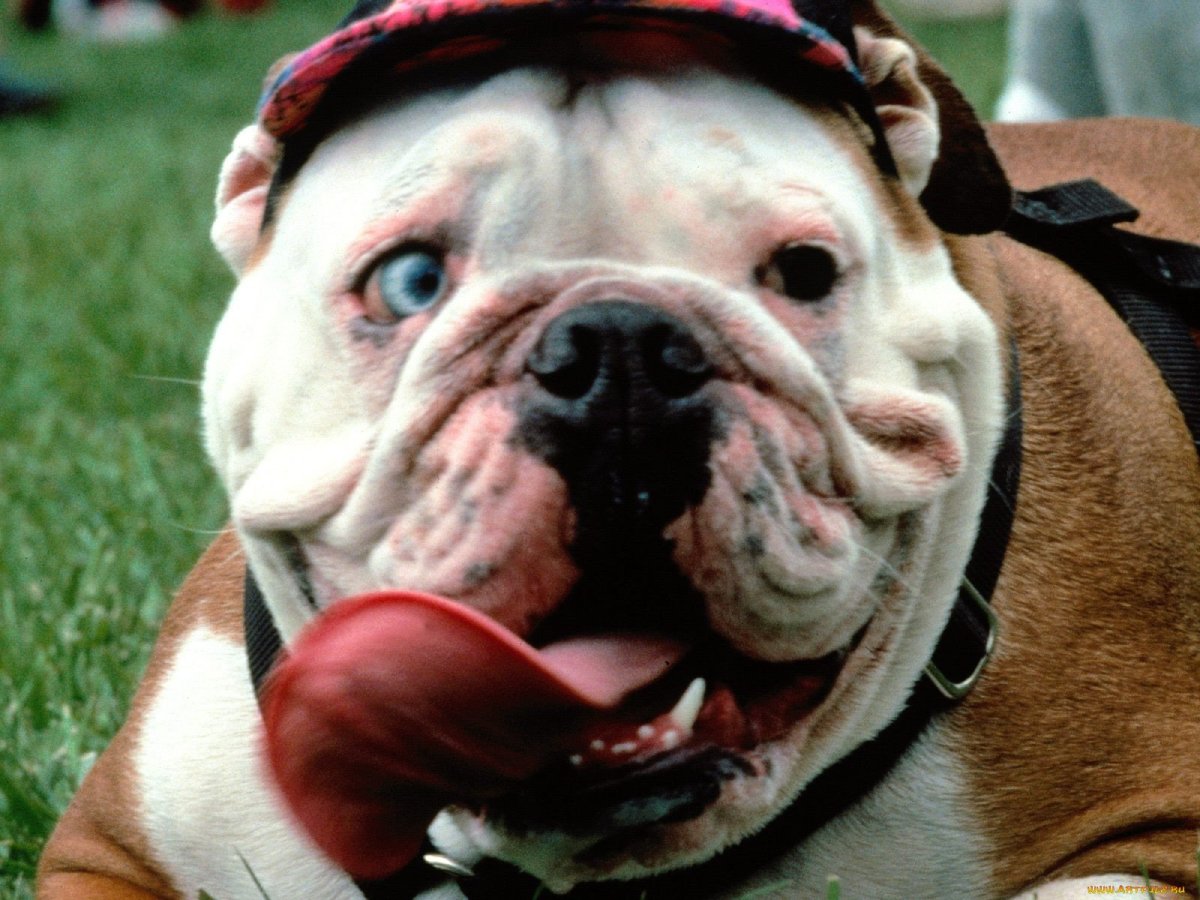 Английский бульдог слюнявый