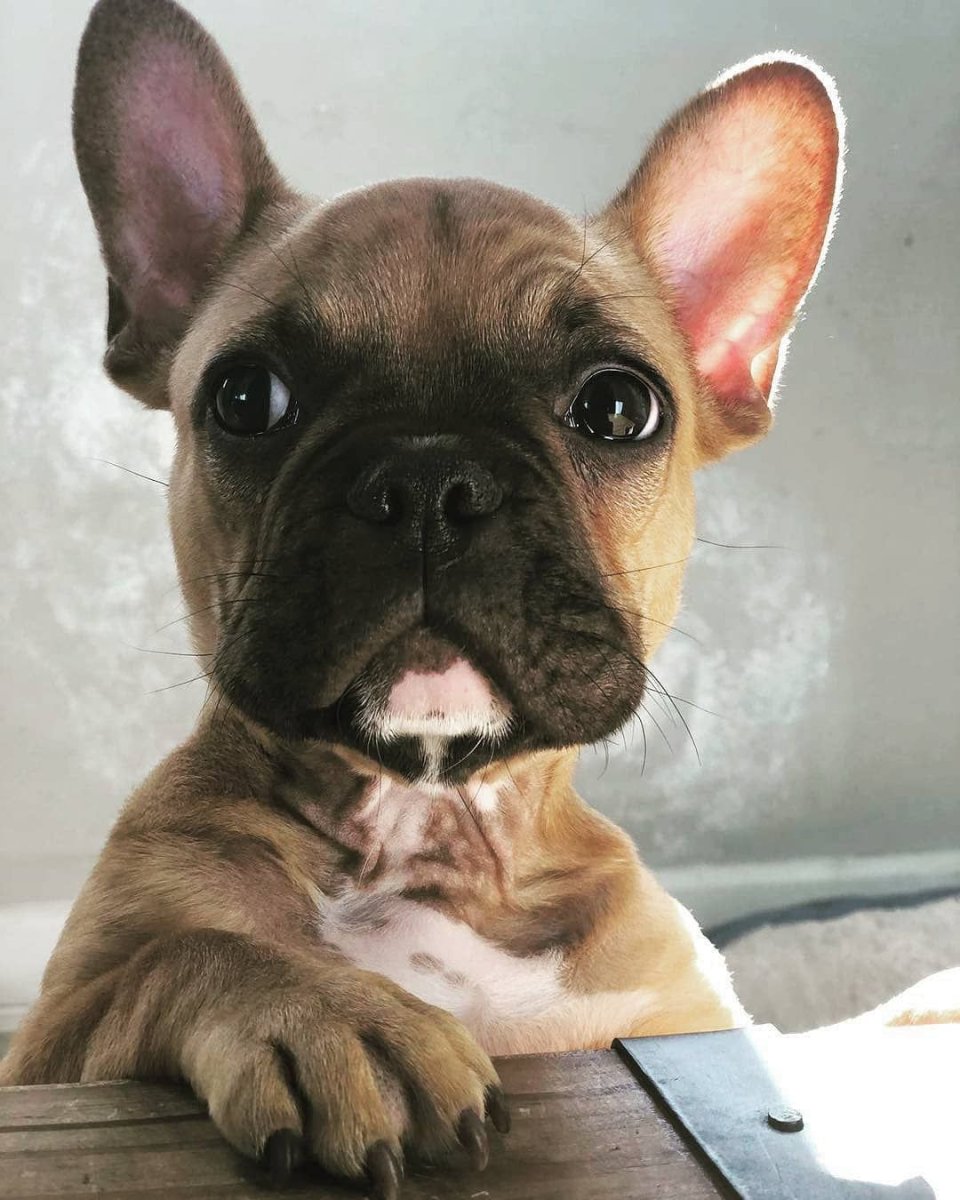 Стрижка французского бульдога