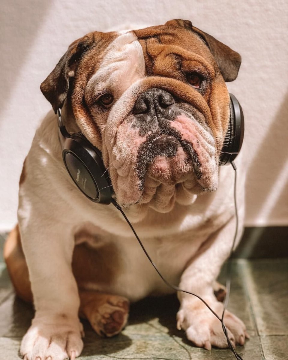 Смешной бульдог