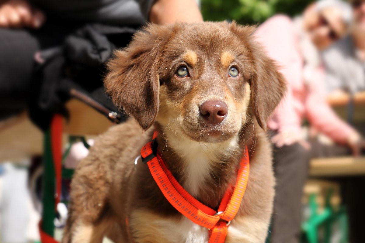 Собака с коричневым носом