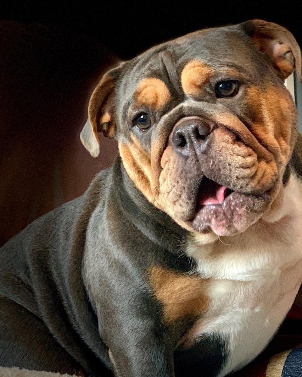 Английский бульдог слюнявый