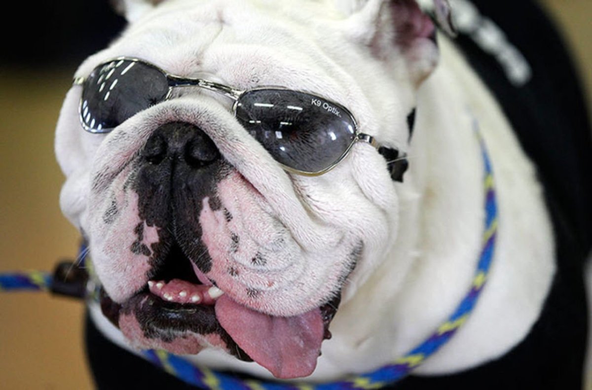 Смешные американские бульдоги