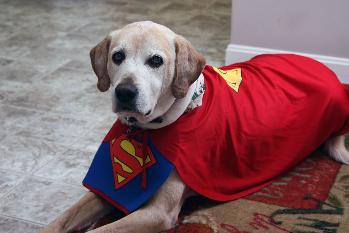 Любопытство животных