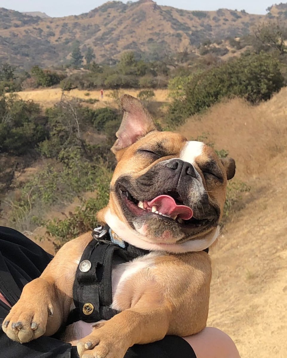 Смешной бульдог