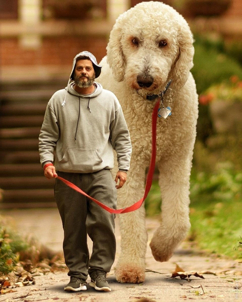 Самые лучшие собаки