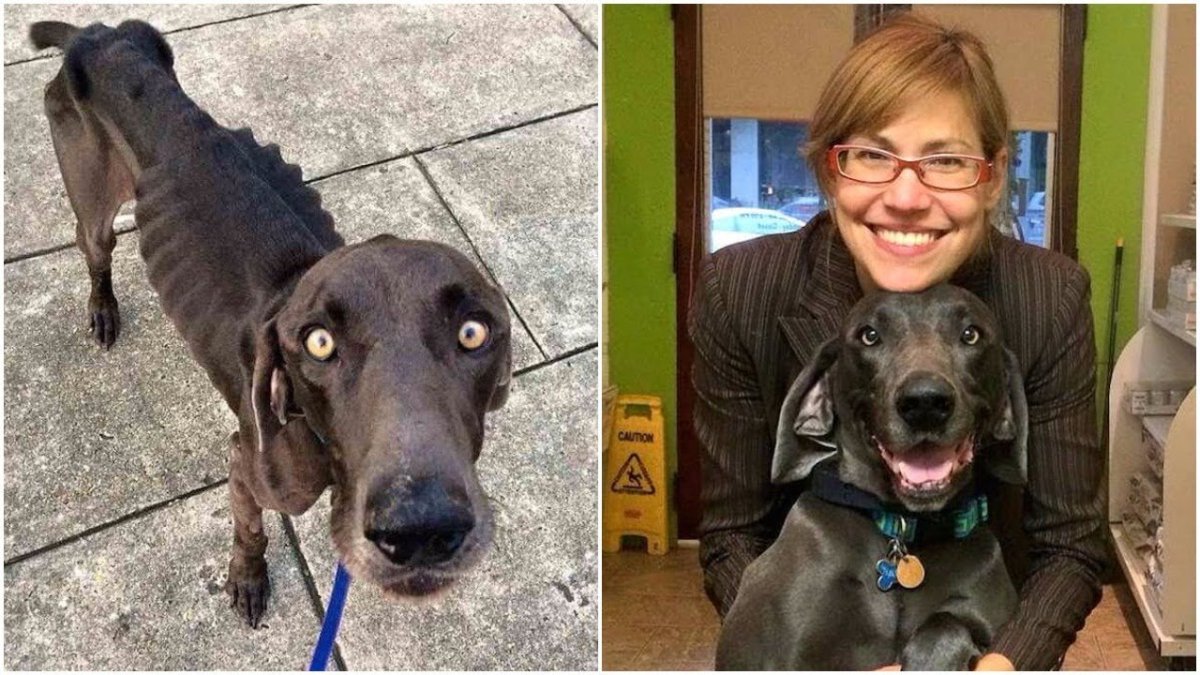 Овчарка Инго и Сова Польди