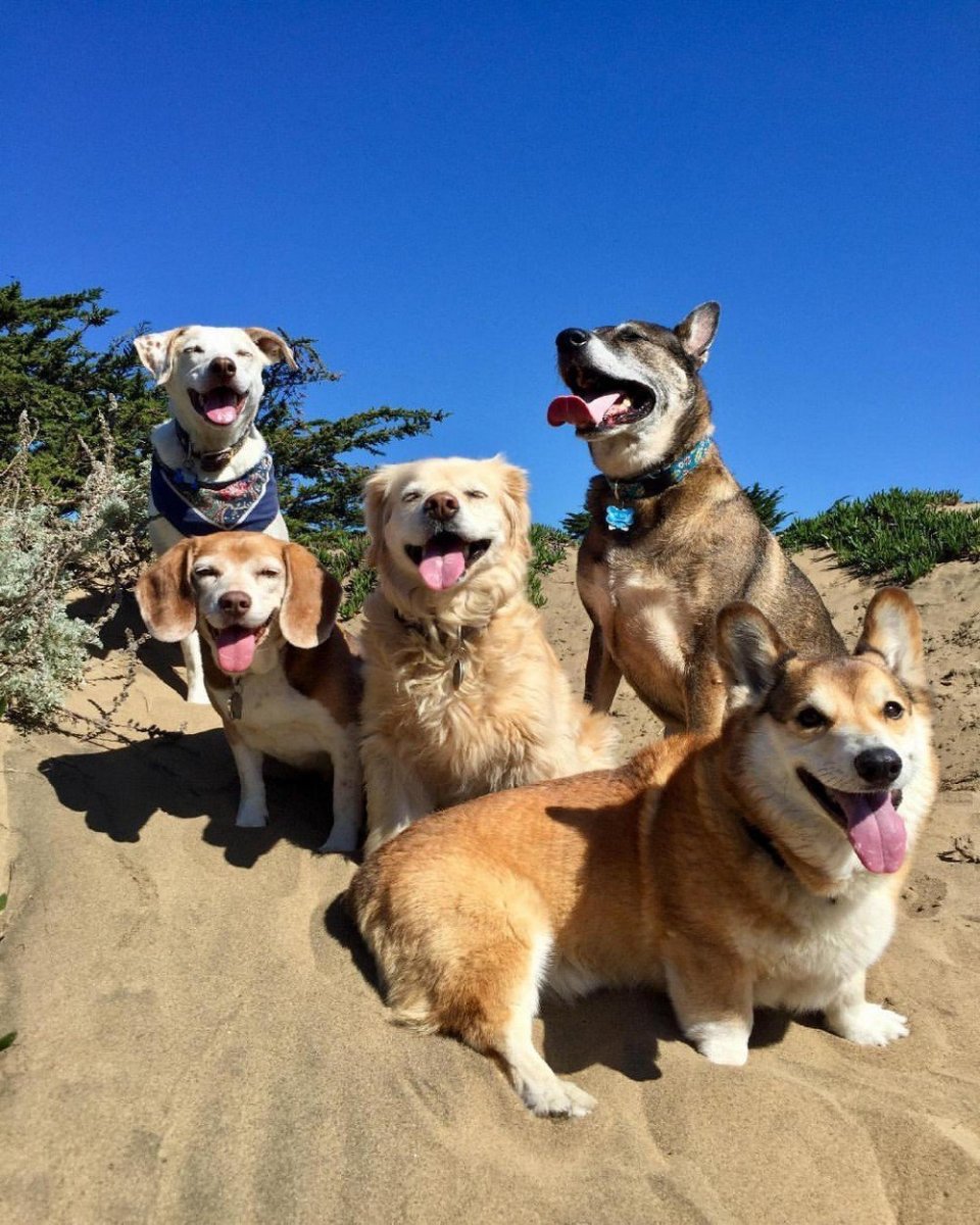 Соьакп с выпуклыми глазам